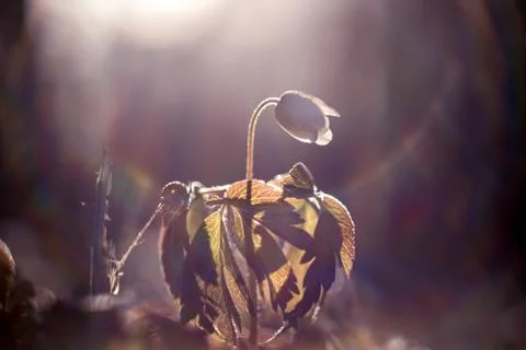 King of spring 库存照片