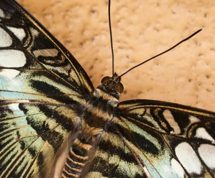 King swallowtail Stock Photos