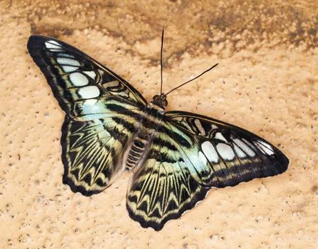 King swallowtail Foto stock