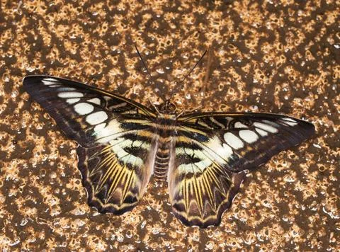 King swallowtail Stock Photos