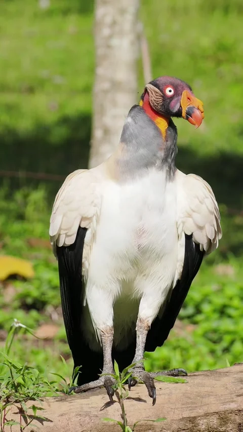 King Vulture Perched Full Body Vertical 4K Stock Footage 346188773