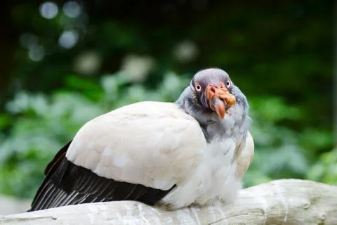 King vulture Stock Photos