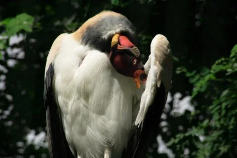 King vulture Stock Photos