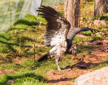 King vulture Stock Photos