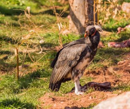 King vulture Stock-Fotos