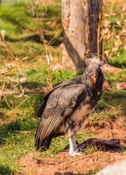 King vulture Stock Photos