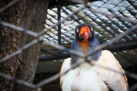 King Vulture Stock Photos