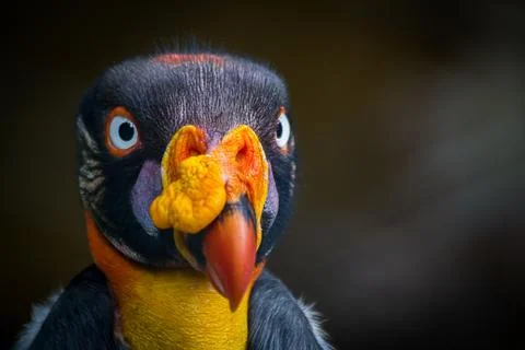 King Vulture Stock Photos