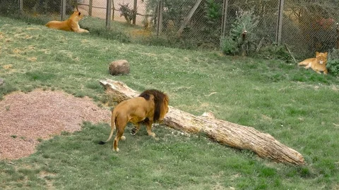 King of the zoo Stock Footage 102470514