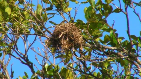 Kingbird - Bird Nest on Tree and Blue Sky 2 10sPjpeg Stock Footage 7758918