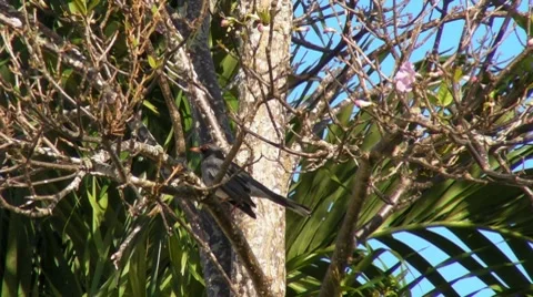 Kingbird on branch 1 Stock Footage 7758009