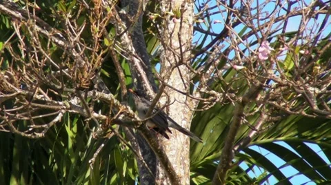 Kingbird on branch 2 Stock Footage 7759129