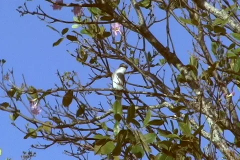 Kingbird front view facing sun Video stock 706984