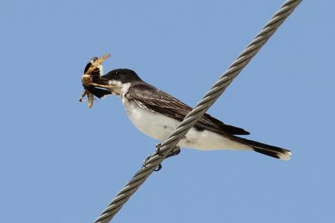 Kingbird with grasshopper Stock Photos