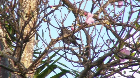 Kingbird hidden behind branches of Flowering Tree Stock Footage 7759288