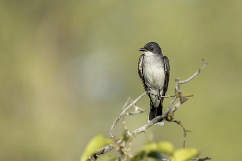 Kingbird perched on a branch. Stock Photos