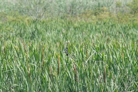 Kingbird perched in the marshgrass Stock Photos