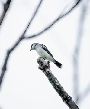 Kingbird Stock Photos