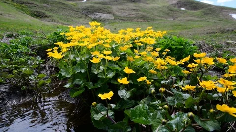 Kingcup, caltha palustris Stock Footage 126821384