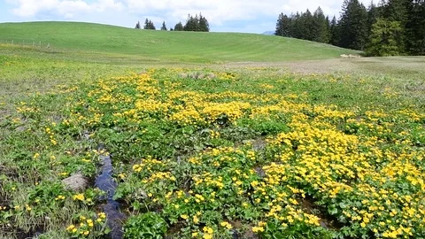 Kingcup, caltha palustris Stock Footage 126821523