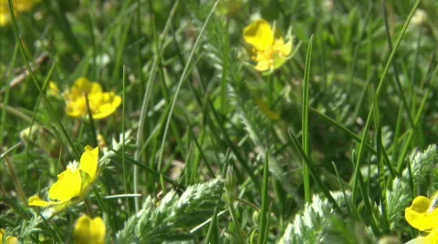 Kingcup field Stock Footage 713163