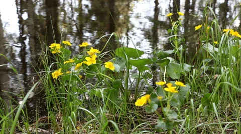 Kingcup flowers on riverside Stock Footage 42473459