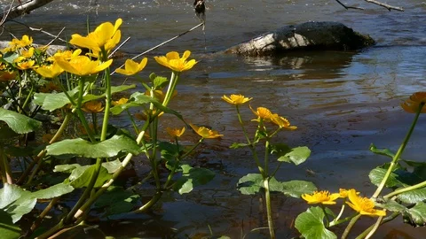 Kingcup Marsh-marigold in a river stream Video stock 95309210