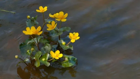 Kingcup Marsh-marigold in a river stream Video stock 95309242