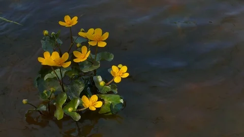 Kingcup Marsh-marigold in a river stream 動画素材 95309314