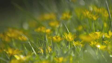Kingcup's (Marsh Marigold) Springtime. Stock-Footage 107390166