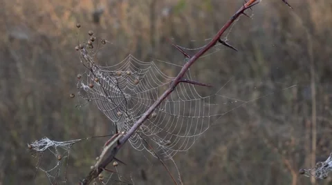 The kingdom of the spiders in a dark forest Stock Footage 68222591