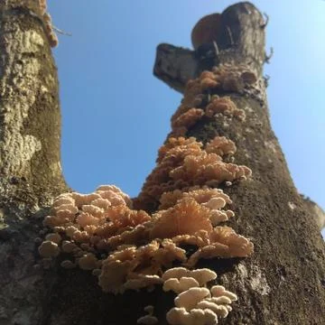 The Kingdom of "Tree Fungus" Stock Photos