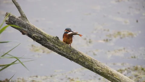 Kingfisher-1 库存影片 88367753