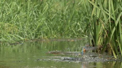 Kingfisher 159e  Alcedo atthis female diving to catch fish Stock Footage