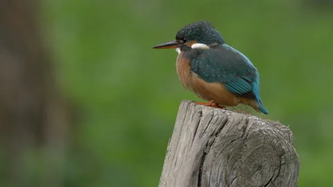 Kingfisher  50p on post at streamside Stock Footage 297710347
