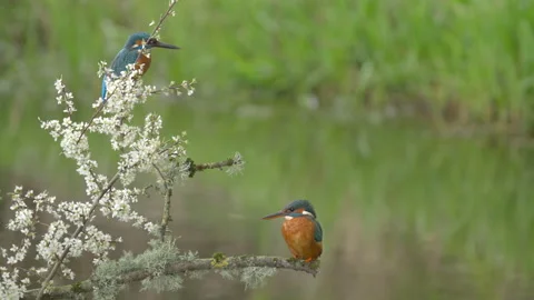 Kingfisher Alcedo 47 atthis pair on blackthorn branch Stock Footage 171537583