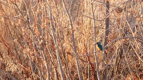 Kingfisher, Alcedo athis Stock Footage 234423627