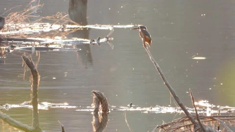 Kingfisher, Alcedo athis Stock Footage 234423639