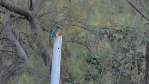 Kingfisher, Alcedo athis Stock Footage 234424264