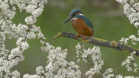 Kingfisher  Alcedo atthis 20 4k 50p male fishing from perch amongst blackthorn Video stock 171532763