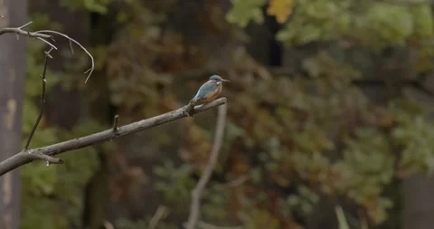 Kingfisher Alcedo Atthis on a cloudy summer day in slow motion Stock-Footage 288766715
