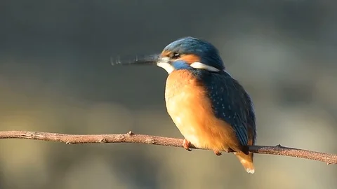 Kingfisher Alcedo atthis Stock Footage 88795960