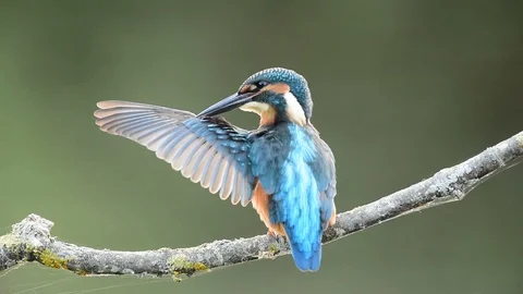 Kingfisher, Alcedo atthis 스톡 동영상 97249439