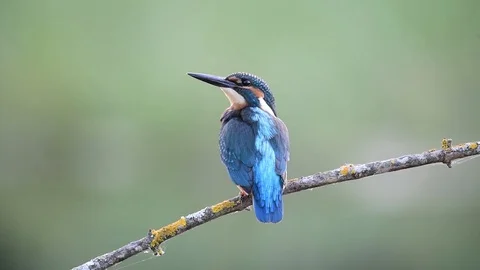 Kingfisher, Alcedo atthis 스톡 동영상 97250685