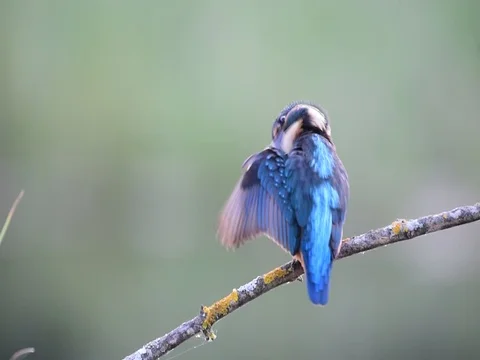 Kingfisher, Alcedo atthis 스톡 동영상 97252660