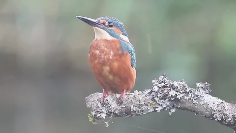 Kingfisher, Alcedo atthis Stock Footage 98307042