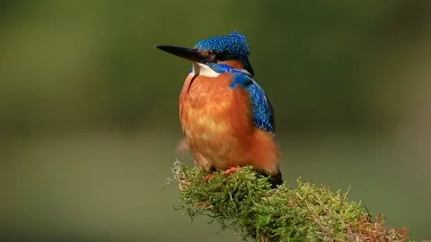 Kingfisher (Alcedo atthis). Stock Footage 129379204