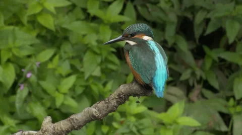 Kingfisher (Alcedo atthis) on perch looking Stock Footage 51385367