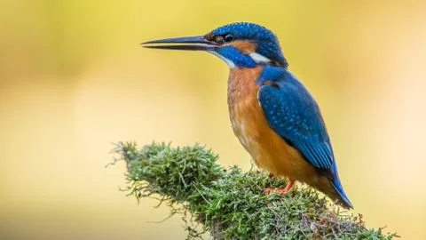 Kingfisher (Alcedo atthis). Stock Photos