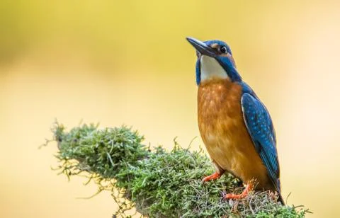 Kingfisher (Alcedo atthis). Stock Photos